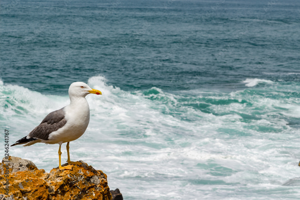 Fototapeta premium Seagull standing on the rock next to the wavy ocean