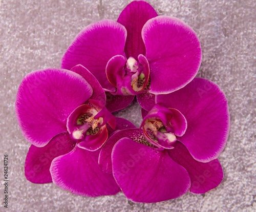 Pink orchid flowers on grey background.