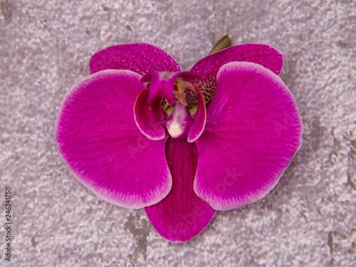 Pink orchid flowers on grey background.