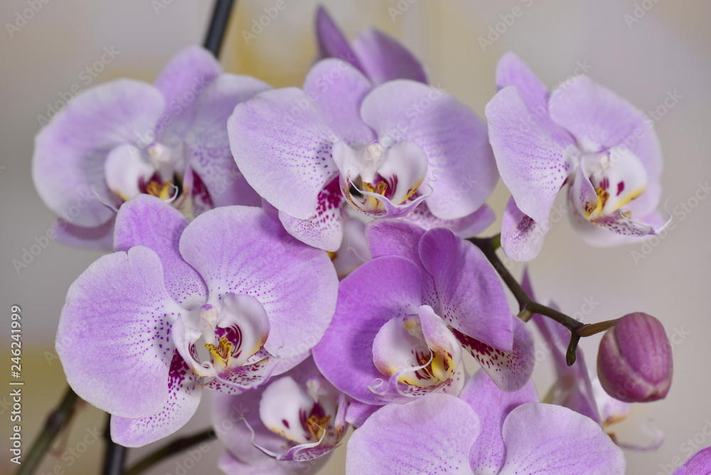 Beautiful Orchid flowers bloom in the room Beautiful Orchid flowers bloom in the room