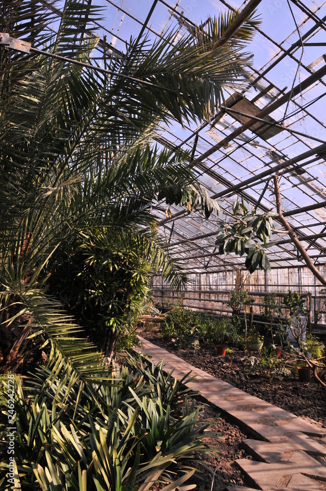 greenhouse with green plants