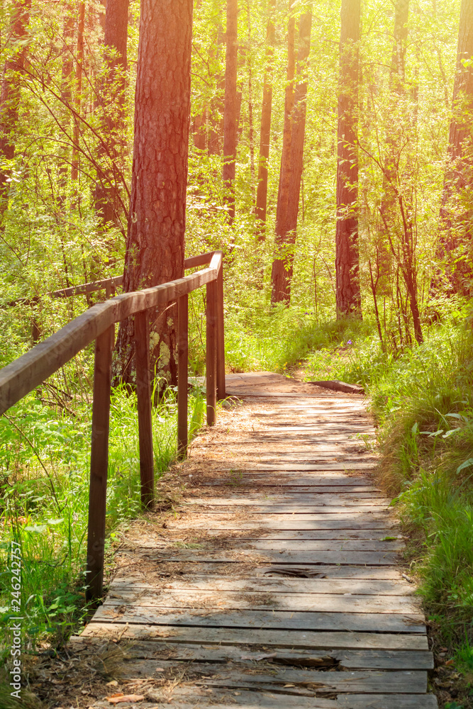 Wooden path in the Siberian forest. The bridge through the forest. Warm summer day Wooden path in the Siberian forest. The bridge through the forest. Warm summer day