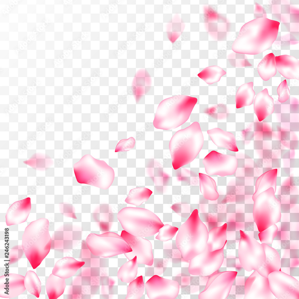 Spring blossom isolated petals flying