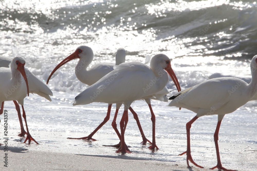 American white Ibis birds on the beach (Eudocimus albus)