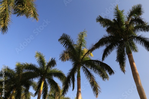 Silhouette of overhead palms on blue clear sky