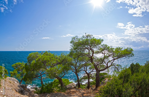 Relict pines on the seashore under the bright summer sun.