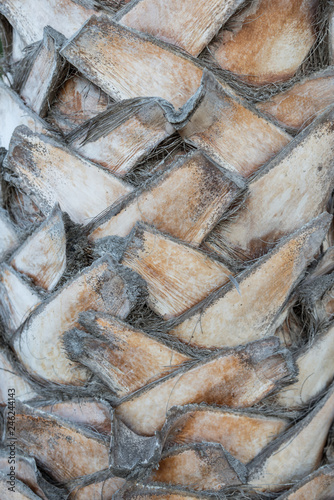 close up of palm tree trunk