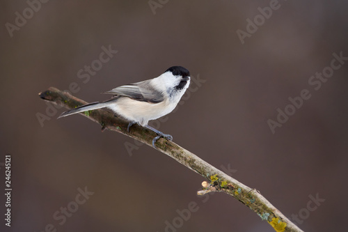 Willow tit sits on a dry branch in the forest park on a cloudy day.