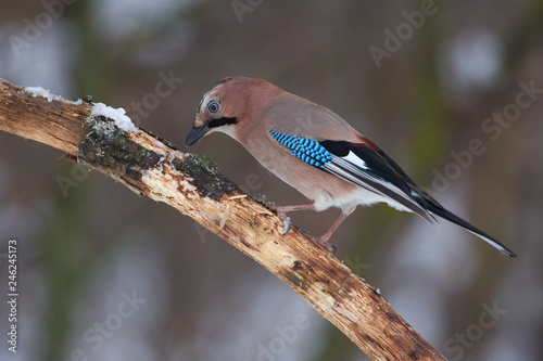 Eurasian jay sits on an oak branch covered with snow in the winter forest park.