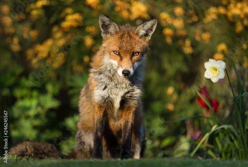 Red fox standing in the garden with flowers