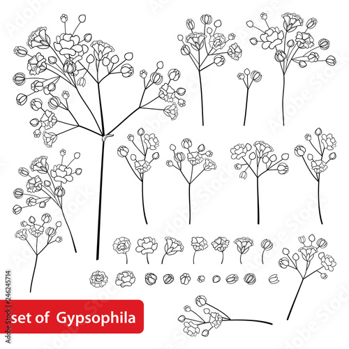 Vector set with outline Gypsophila or Baby's breath branch, bud and delicate flower in black isolated on white background. Ornate Gypsophila bunch in contour style for spring design or coloring book.