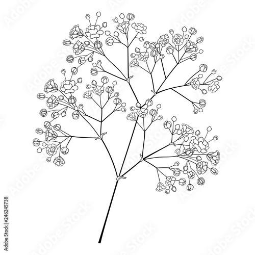 Vector branch with outline Gypsophila or Baby s breath  bud and delicate flower in black isolated on white background. Ornate Gypsophila bunch in contour style for spring design or coloring book.