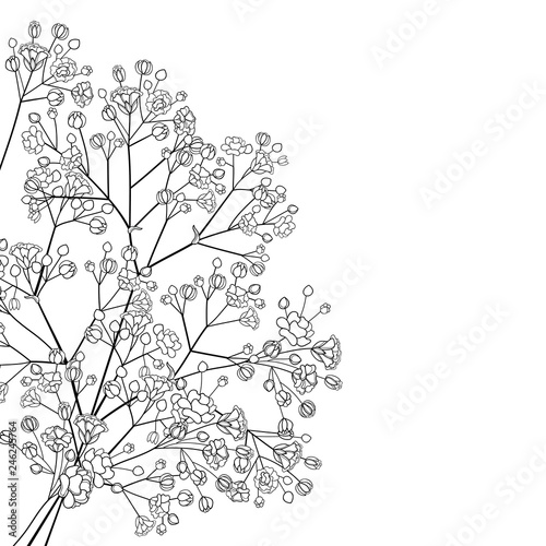 Vector corner bouquet of outline Gypsophila or Baby's breath branch, bud and elegant flower in black isolated on white background. Ornate contour Gypsophila bunch for spring design or coloring book.