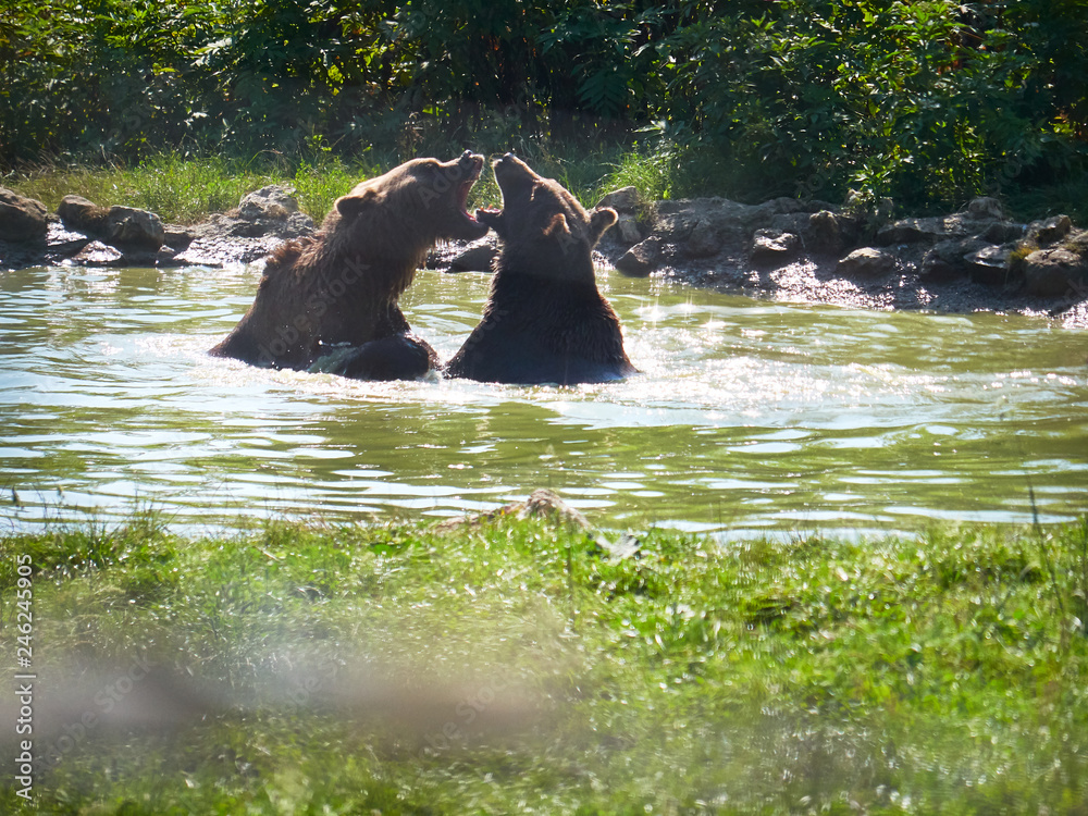 Naklejka premium Two Black Bear Cubs Playing