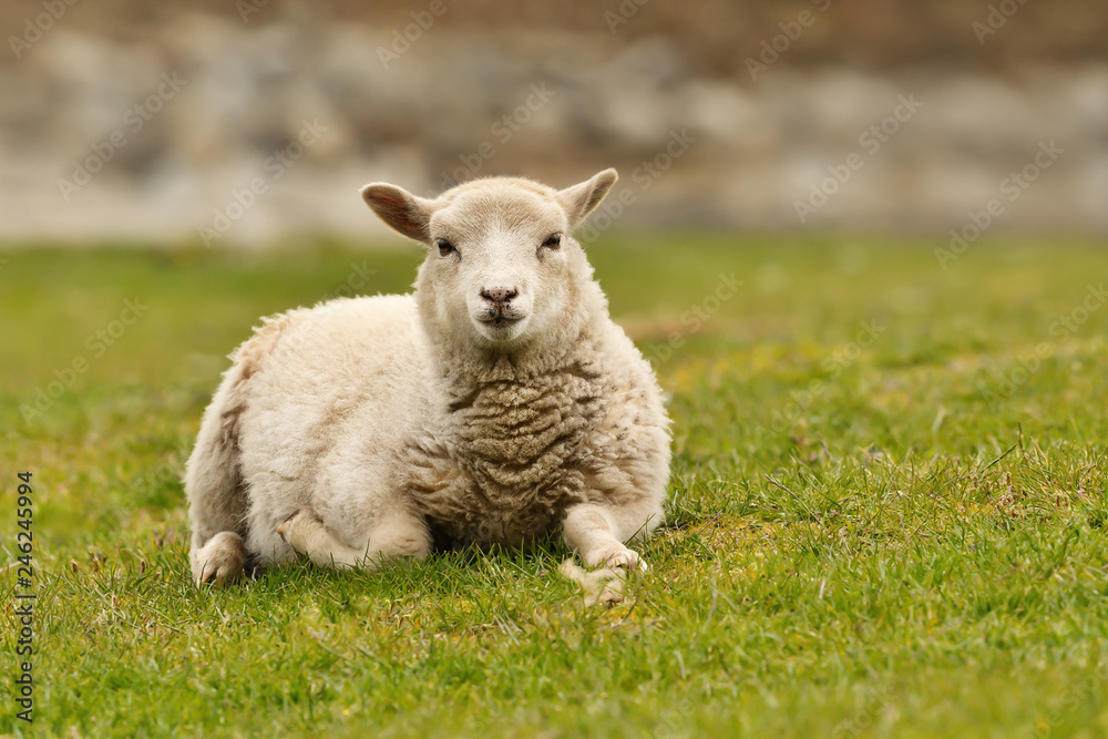 Obraz premium Close up of a Shetland sheep laying on green grass