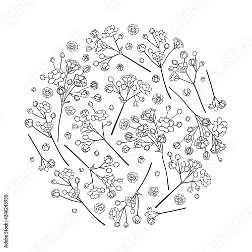Vector round bouquet of outline Gypsophila or Baby's breath branch, bud and elegant flower in black isolated on white background. Ornate contour Gypsophila bunch for spring design or coloring book.