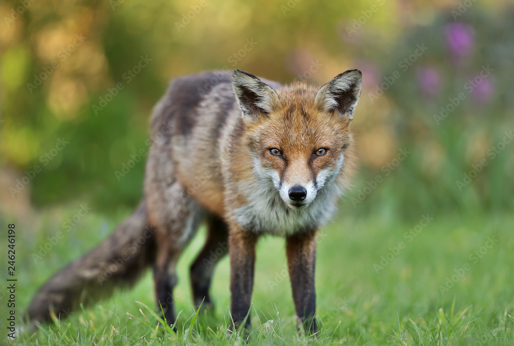 Obraz premium Red fox standing on the grass in the garden