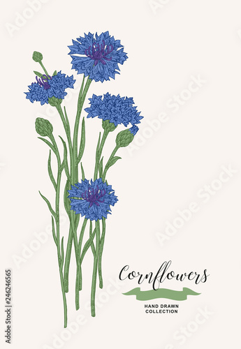 Cornflowers bouquet. Wild flowers set. Rustic design. Hand drawn vector illustration.