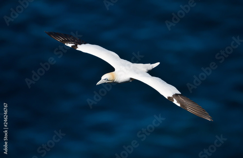 Tableau sur toile Northern gannet in flight above blue sea