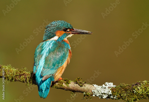 Close-up of a Eurasian kingfisher on a perch