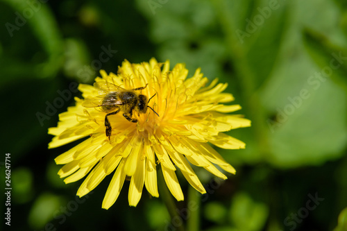 Bee collects the nectar on a yellow dandelion.