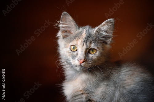 Kitten blue-cream tortoise sits on the couch, looks out the window. Gray kitten with yellow eyes