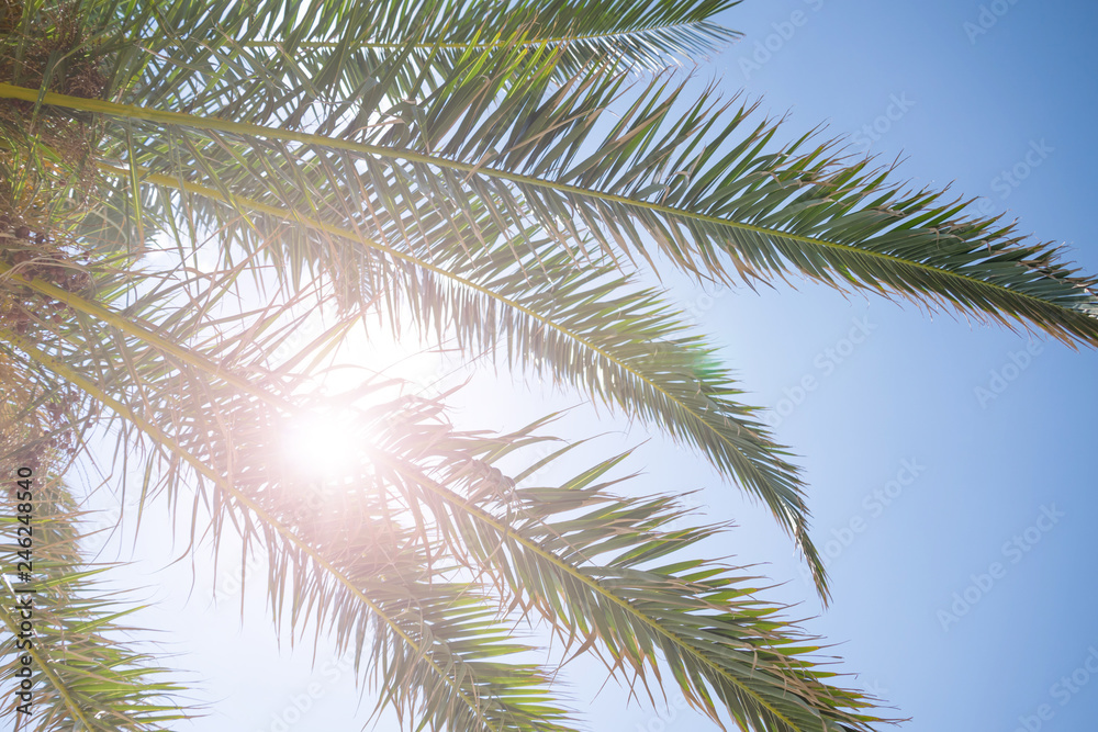 Close up of tropical palm tree branches and bright sun breaking through the leaves Close up of tropical palm tree branches and bright sun breaking through the leaves