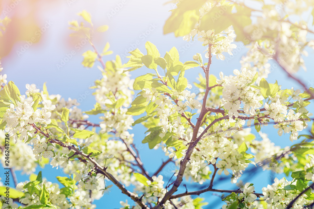 Naklejka premium Flowers of cherry with green leaves against the blue sky.Cherry Blossom Photo.Apple tree blossom. Blooming cherry tree in the sunlight.