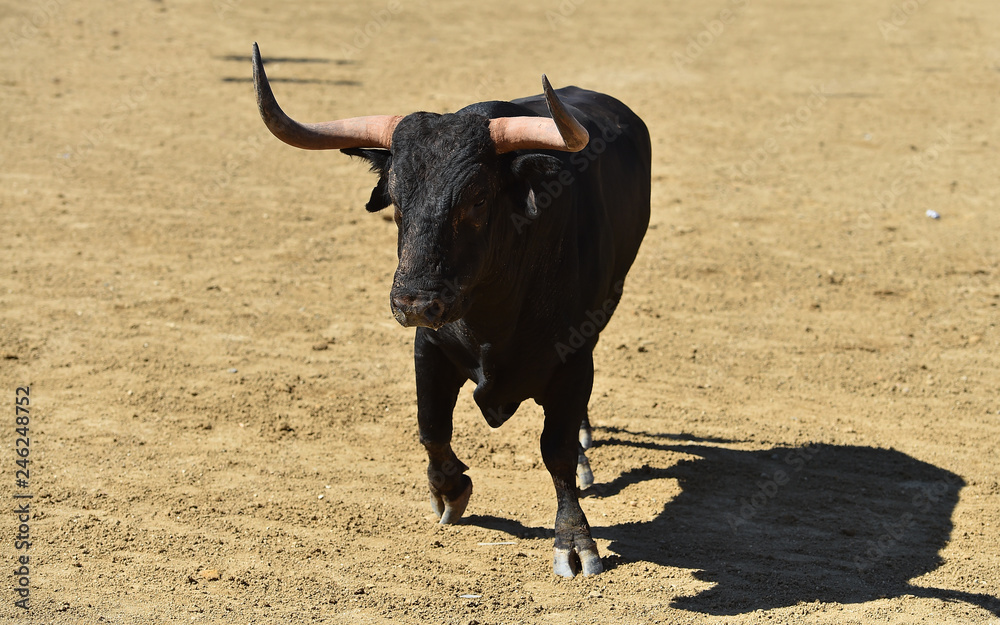 toro en españa toro en españa