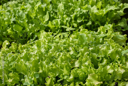 Young, green salad, for dietary nutrition, growing on a bed.