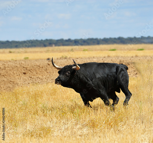 toro en el campo