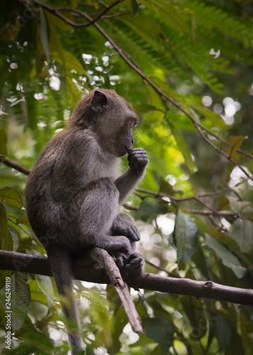 Young Long-tailed macaque monkey sitting on tree branch, taken on  Langkawi island, Malaysia photo