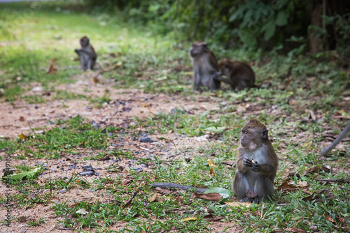 Group of Long-tailed macaque monkeys in the wild, taken on  Langkawi island, Malaysia photo