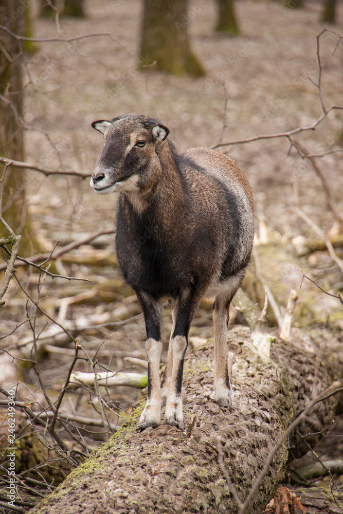 Mufflon auf Baumstamm Mufflon auf Baumstamm