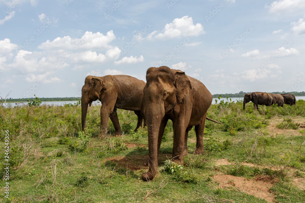 Two adult Asian elephants standing and looking towards the camera next to the lake in Udawalawe national park in Sri Lanka, Asia. Few elephants standing in the background.