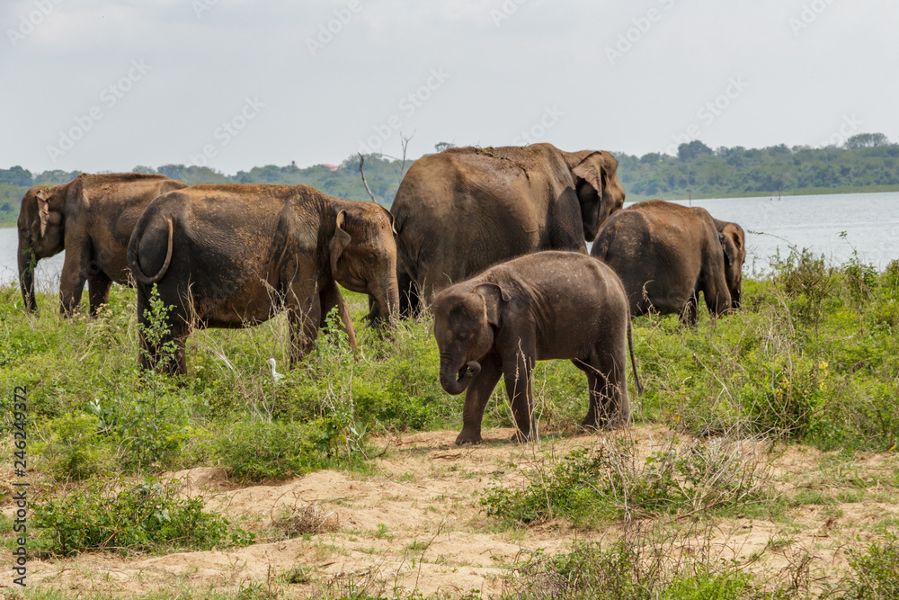 Herd of adult and baby Asian elephants standing and eating next to the lake in Udawalawe national park in Sri Lanka, Asia. Herd of adult and baby Asian elephants standing and eating next to the lake in Udawalawe national park in Sri Lanka, Asia.
