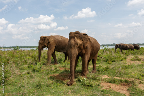 Two adult Asian elephants standing and looking towards the camera next to the lake in Udawalawe national park in Sri Lanka  Asia. Few elephants standing in the background.