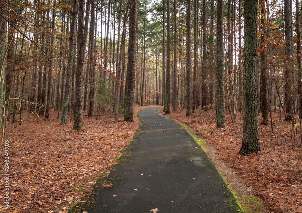 Path in the forest during the fall season.  Walking in the woods.