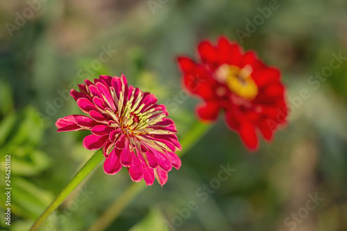 Large-flowered red zinnia blooms in the garden  close-up. Flowers are used in landscape design. One gorgeous red flower on a blurred background. Copy space. Suitable for catalog  for any design.