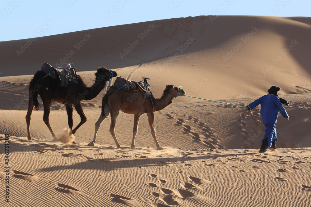 Fototapeta premium Camel caravan trekking in the Sahara desert