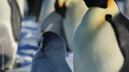 Emperor penguin (Aptenodytes fosteri) adult portrait move to chick  photo