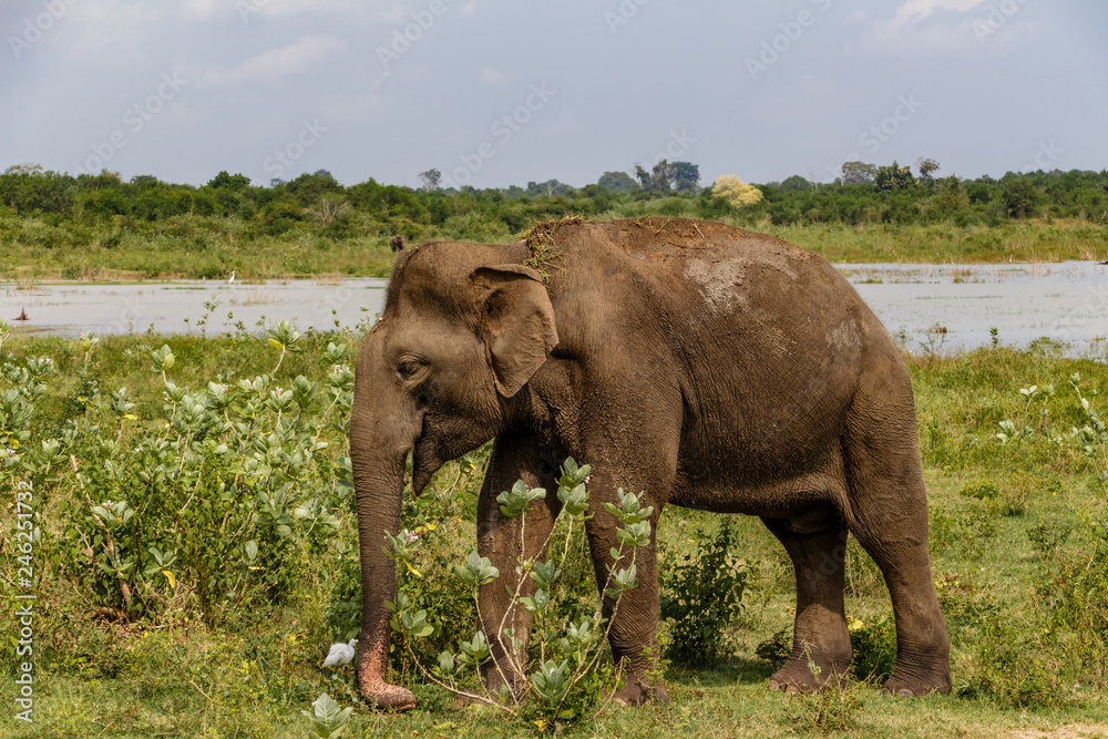 Adult Asian elephant walking next to the lake in Udawalawe national park in Sri Lanka, Asia.