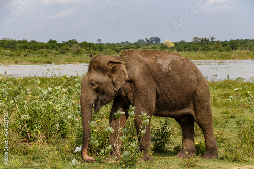 Adult Asian elephant walking next to the lake in Udawalawe national park in Sri Lanka  Asia.