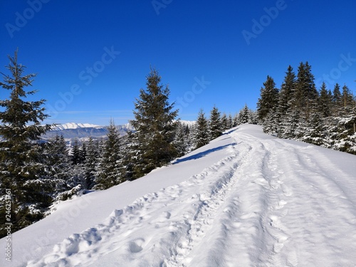 Winter landscape with fir trees under snow in the forest and path between.