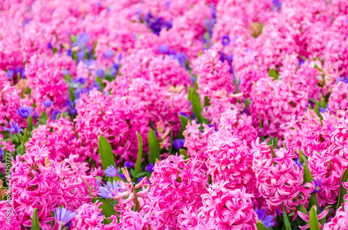 Group of beautiful pink hyacinths