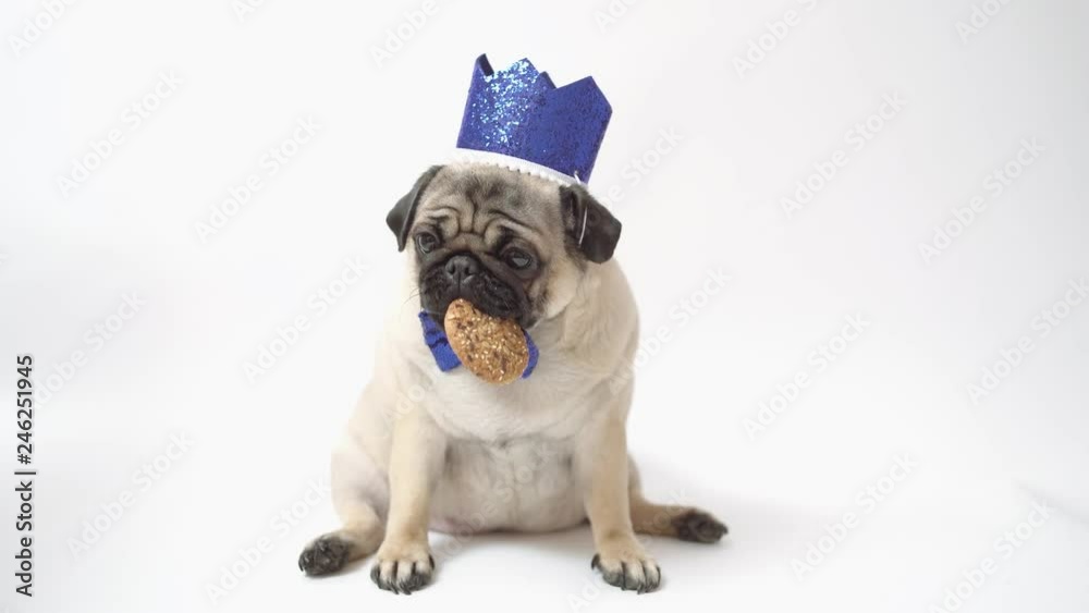 Funny pug puppy, on white background. Crazy dog Funny pug puppy, on white background. Crazy dog