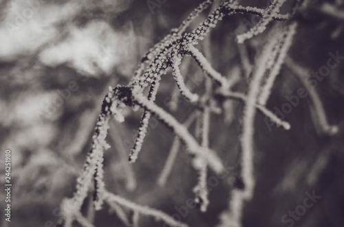 branches covered in snow and ice crystals © Максим Галінский