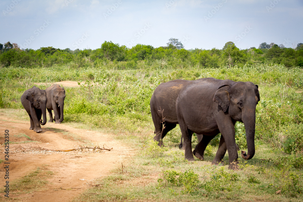 Several Asian elephant walking in line next to the lush green grass in Udawalawe national park in Sri Lanka, Asia. Several Asian elephant walking in line next to the lush green grass in Udawalawe national park in Sri Lanka, Asia.