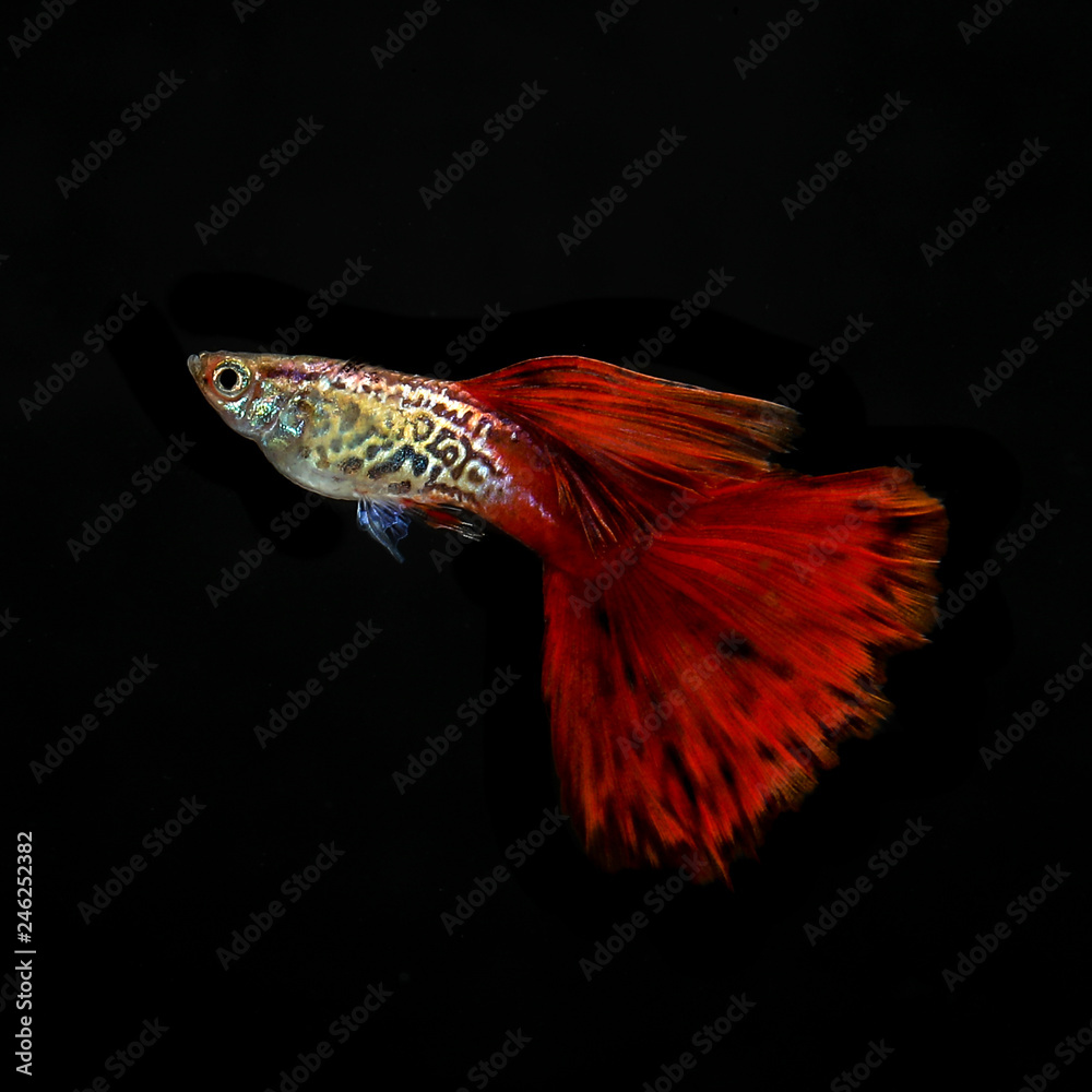Guppy 2024 fish photos