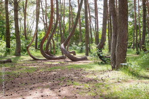  crooked forest growing in poland